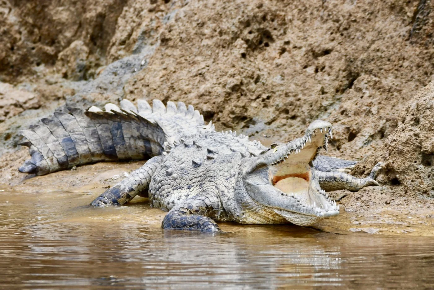 crocodile on the river