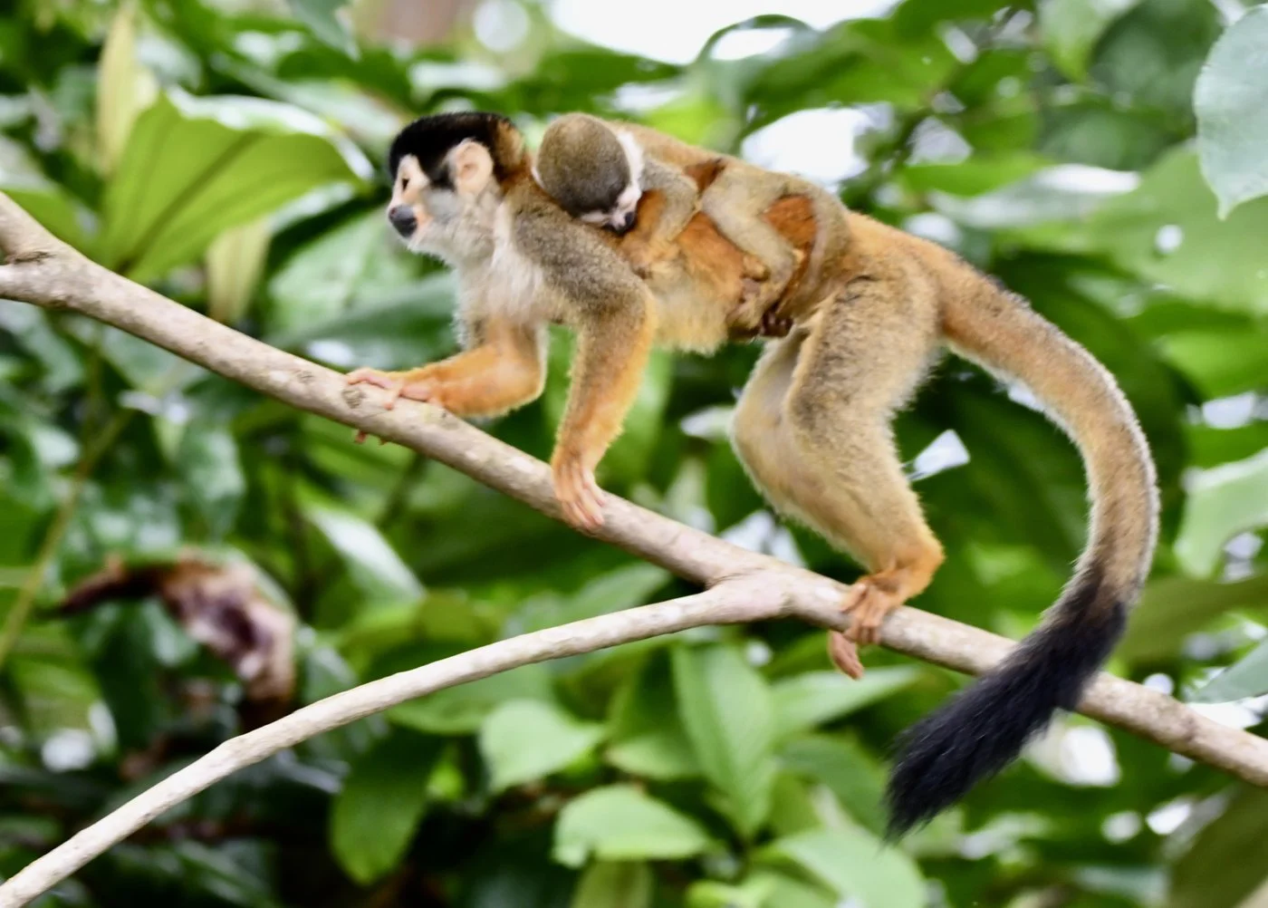 monkey with her baby on her back