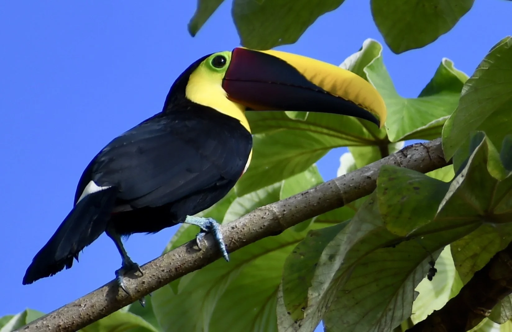 tucan bird on the tree