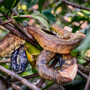 Wildlife Tour Through the Sierpe River Channels