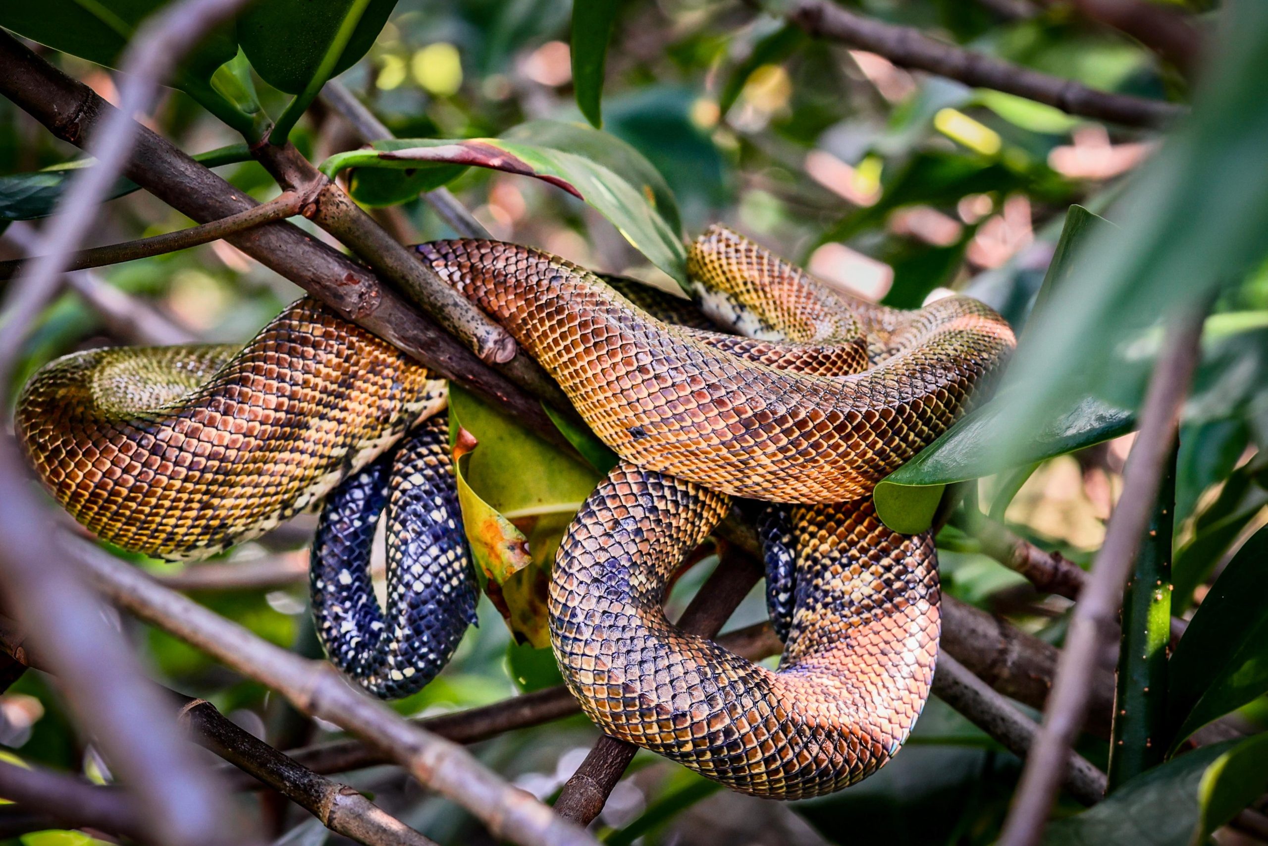 Wildlife Tour Through the Sierpe River Channels
