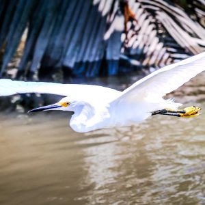 Night Tour on the Sierpe River