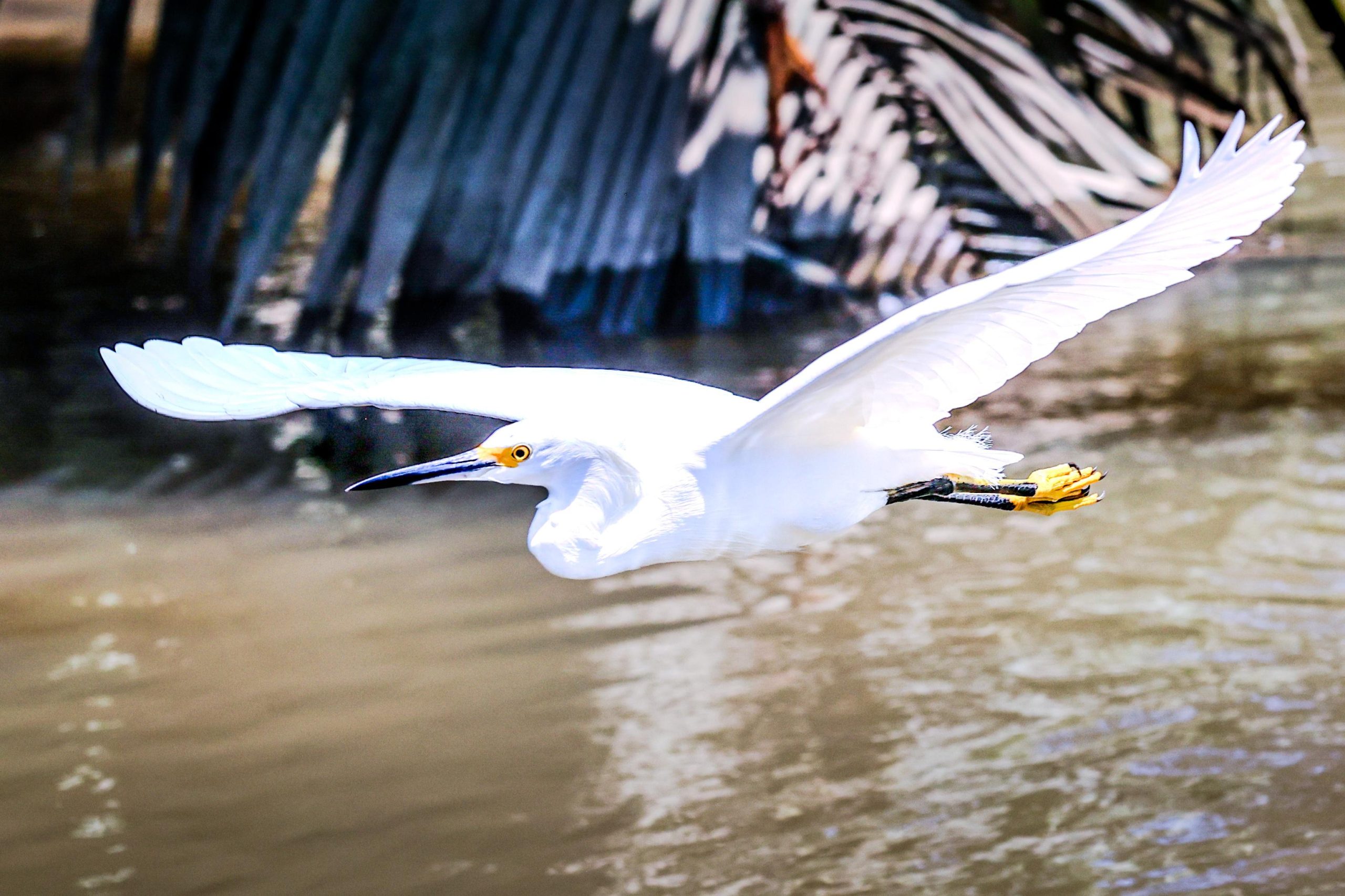 Night Tour on the Sierpe River